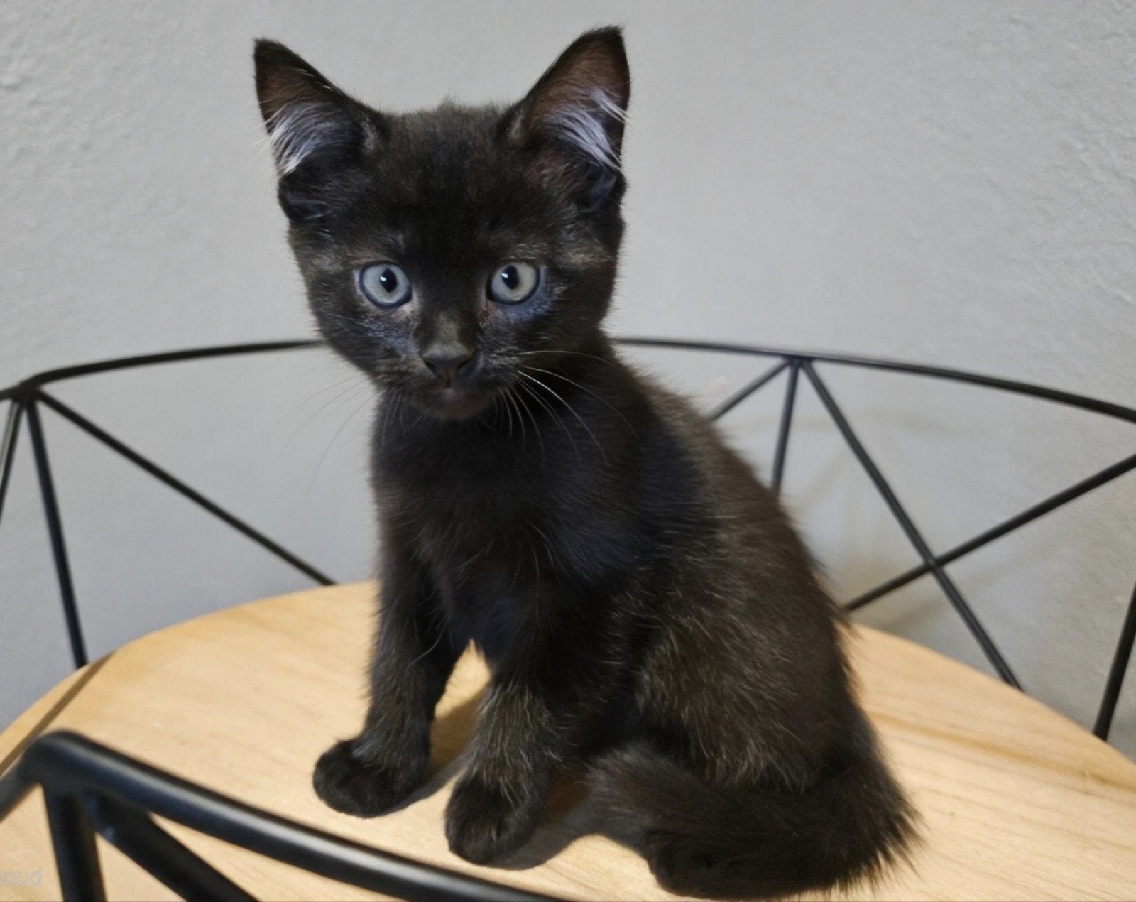 3 gezonde kittens (katers) zwart & rood, Dieren en Toebehoren, Kater, Kortharig, 0 tot 2 jaar