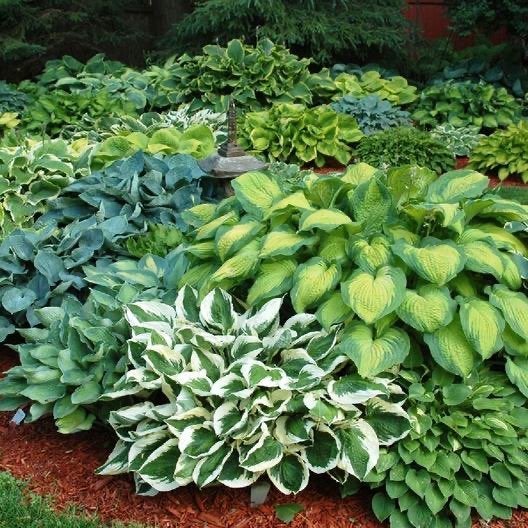 Hosta’s verschillende soorten., Vaste plant, Halfschaduw, Zomer, Ophalen