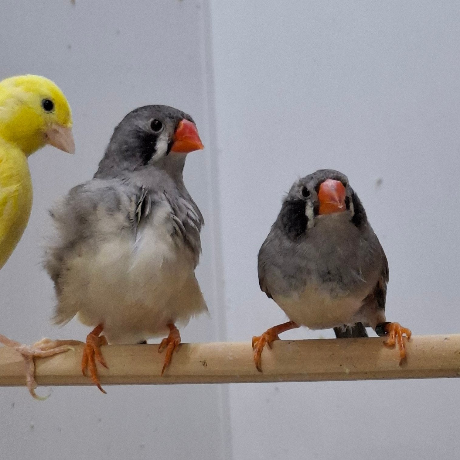 3 zebravink poppen, Vrouwelijk, Tropenvogel, Geringd