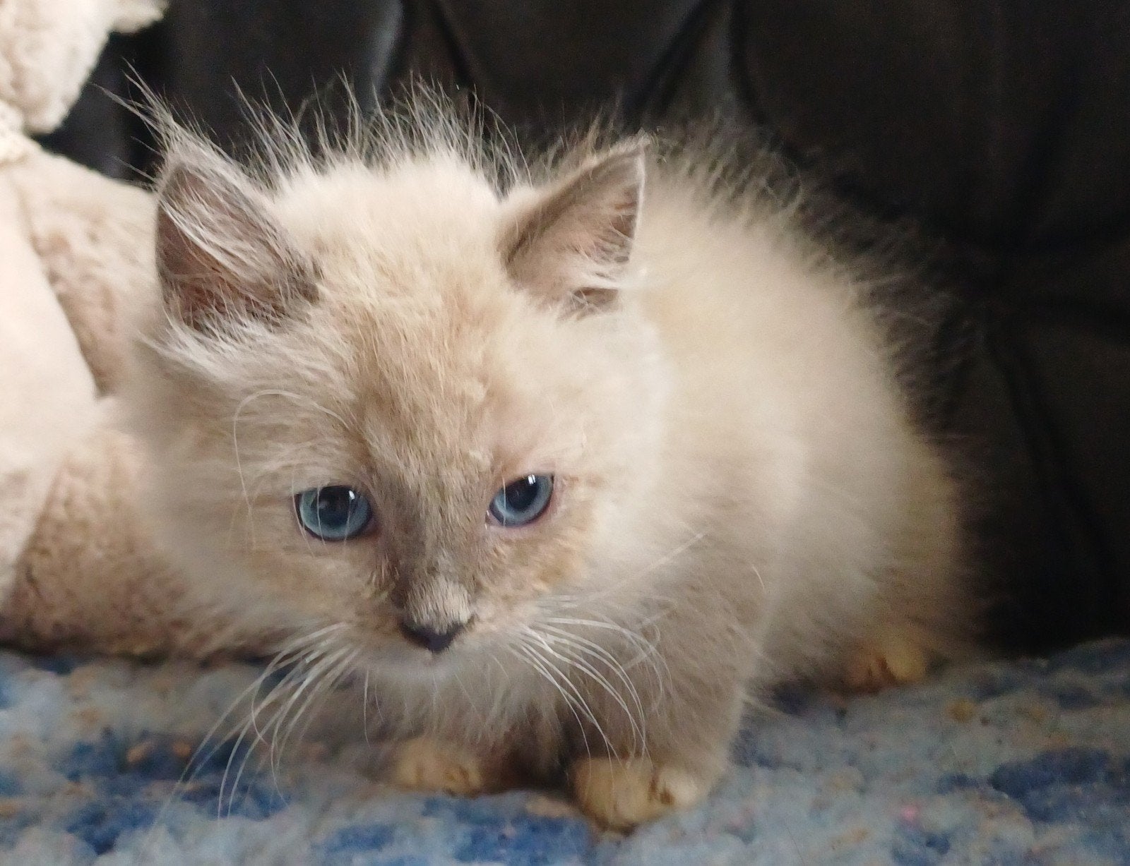 Prachtige  Ragdolls met stamboom en uit getestte ouder, Meerdere dieren, Met stamboom, 0 tot 2 jaar
