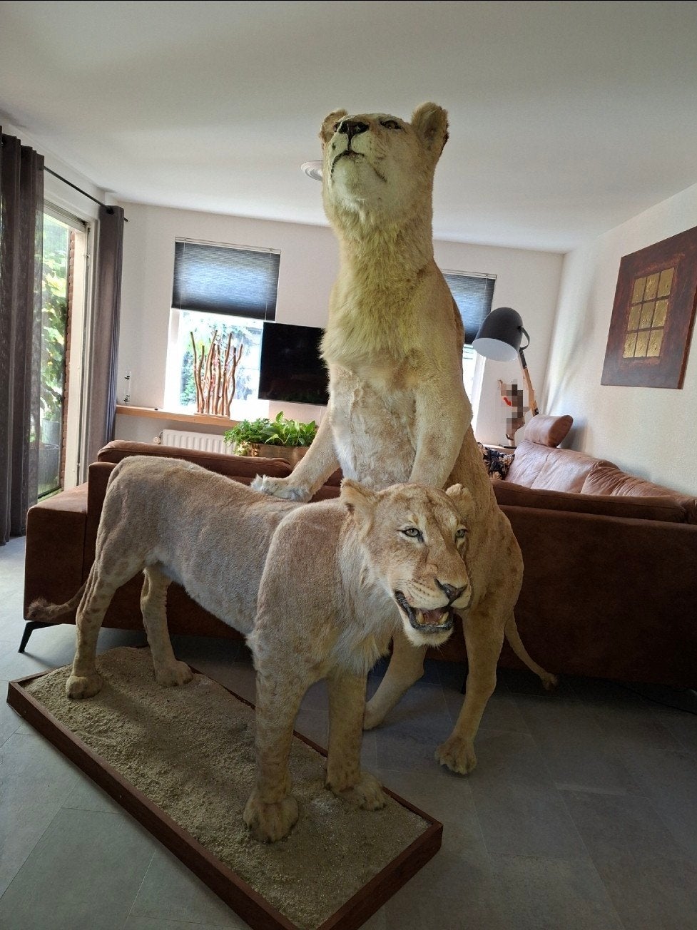 opgezette leeuwen - Unieke decoratie - taxidermie, Ophalen, Opgezet dier