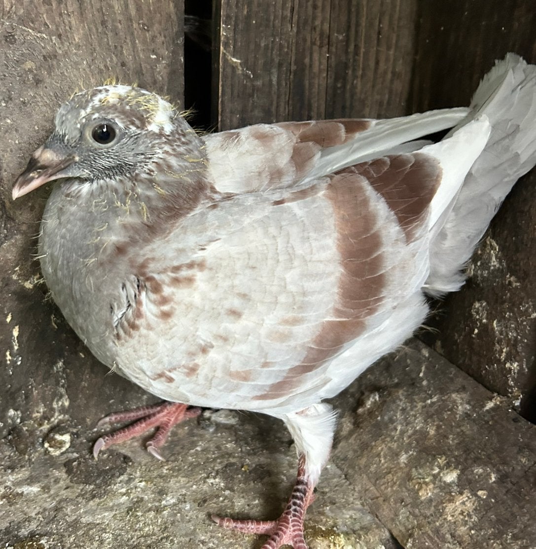 Postduif vale jonge duif pieper te koop, Dieren en Toebehoren, Vogels | Duiven, Mannelijk, Postduif