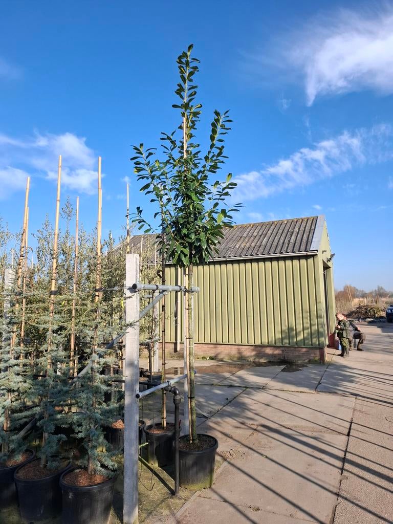 groenblijvende leibomen leilaurier prunus novita, Ophalen