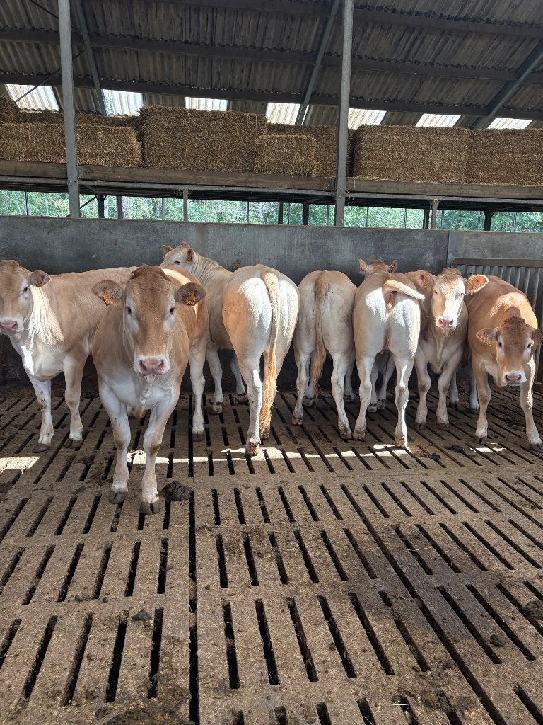 7 onthoornde stierbare blonde vaarzen, Vrouwelijk, 0 tot 2 jaar