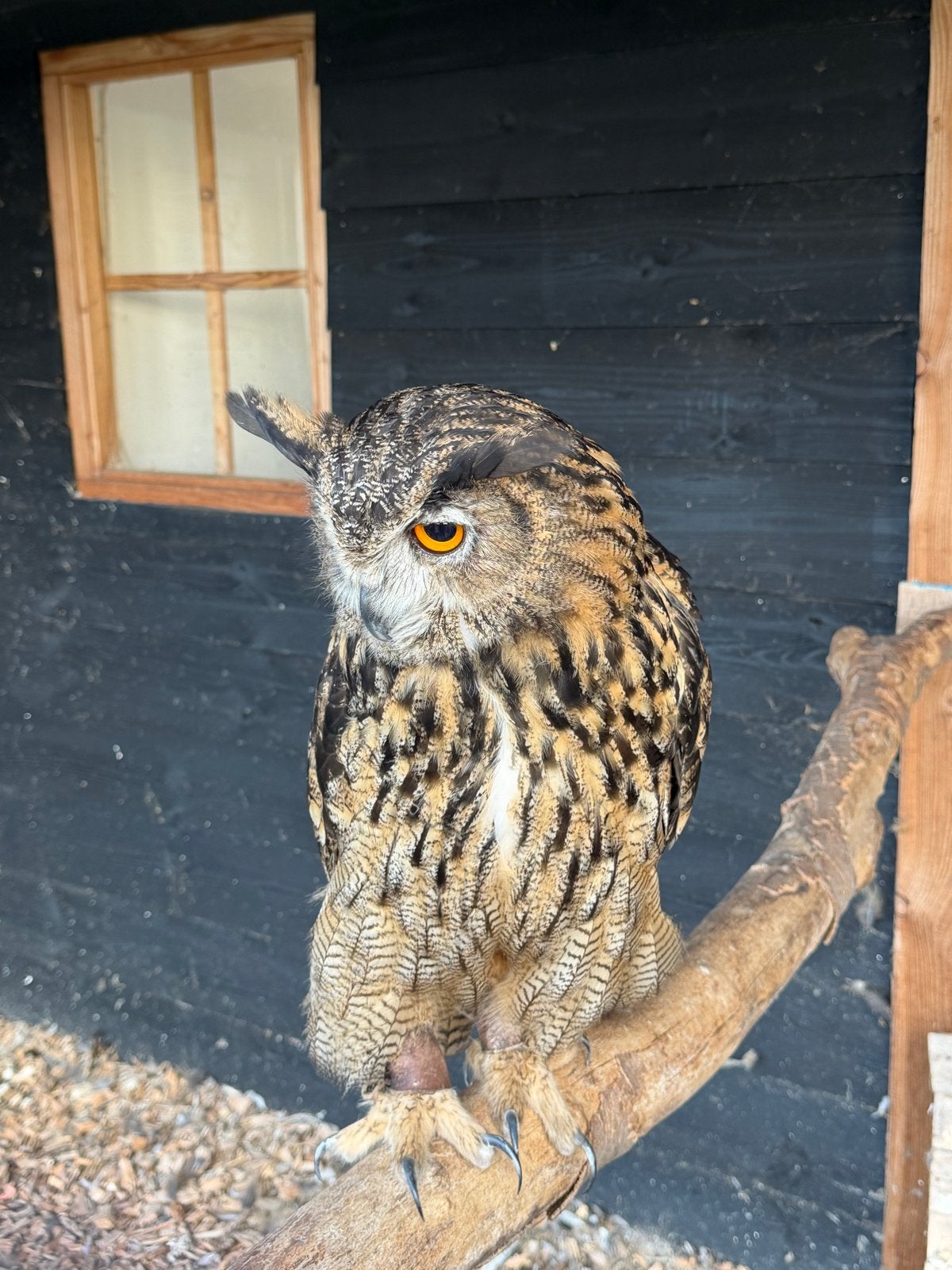 Man oehoe, Dieren en Toebehoren, Vogels | Overige Vogels, Mannelijk, Wildzangvogel
