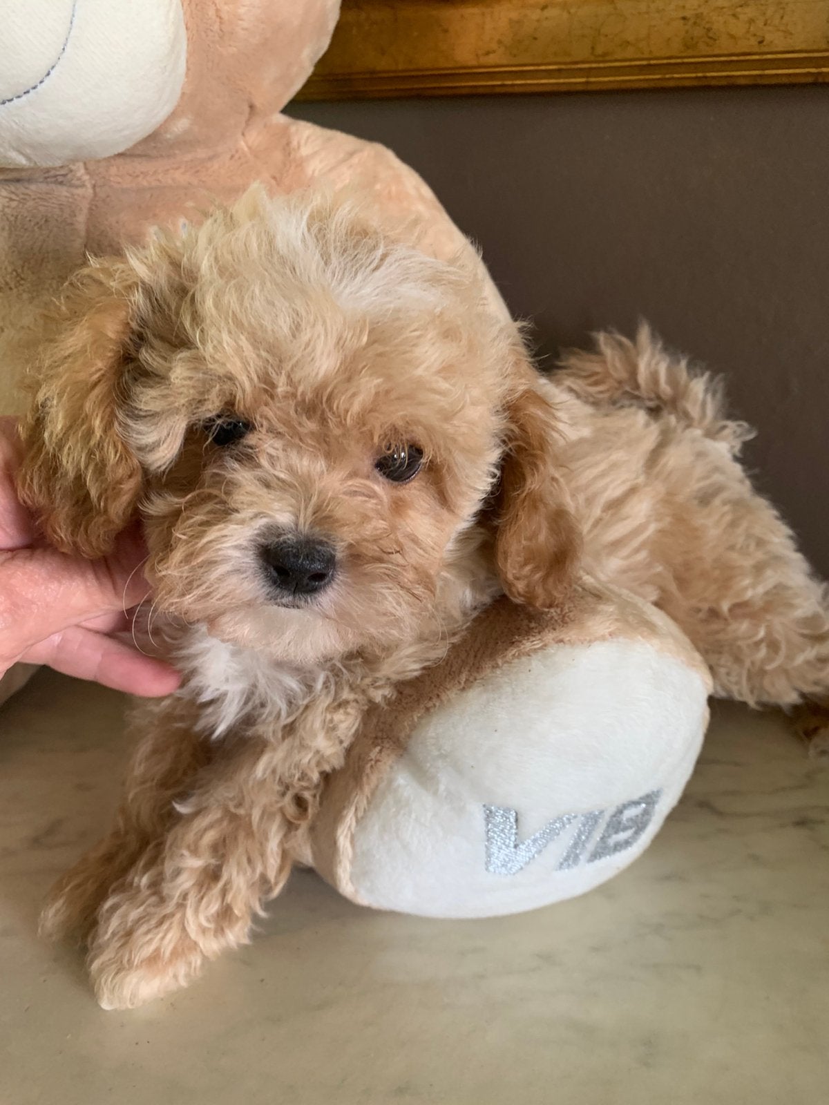 Schitterende Mini Maltipoo pups, Dieren en Toebehoren, Honden | Chihuahua's en Gezelschapshonden, Parvo, Overige rassen, 8 tot 15 weken