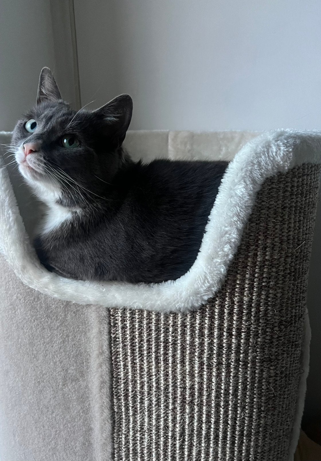 Gezocht: rustig thuis voor voorzichtige binnenkat, Poes