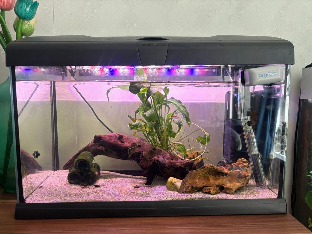 Aquarium Capri 30 liter met garnalen., Ophalen