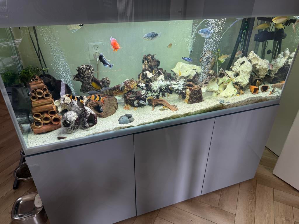 Aquarium helemaal compleet Hoogglans kast, Ophalen, Inclusief vissen, Zo goed als nieuw, Gevuld zoetwateraquarium