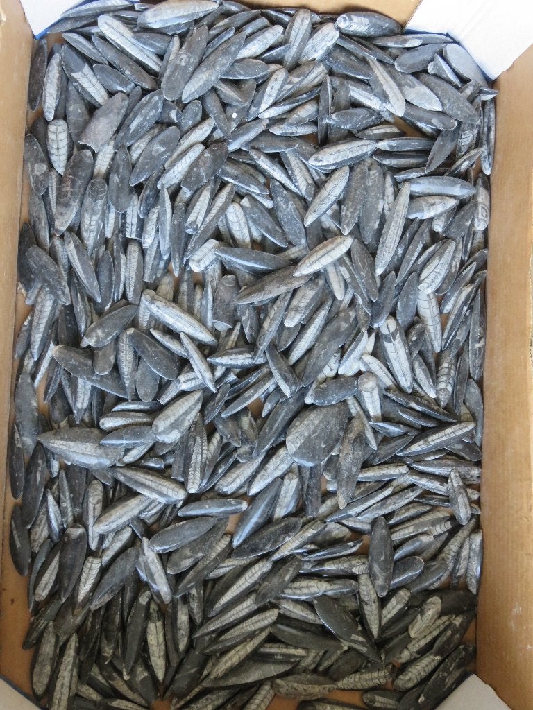 Grote collectie van Fossiele Orthoceras ( inktvissen ), Ophalen of Verzenden