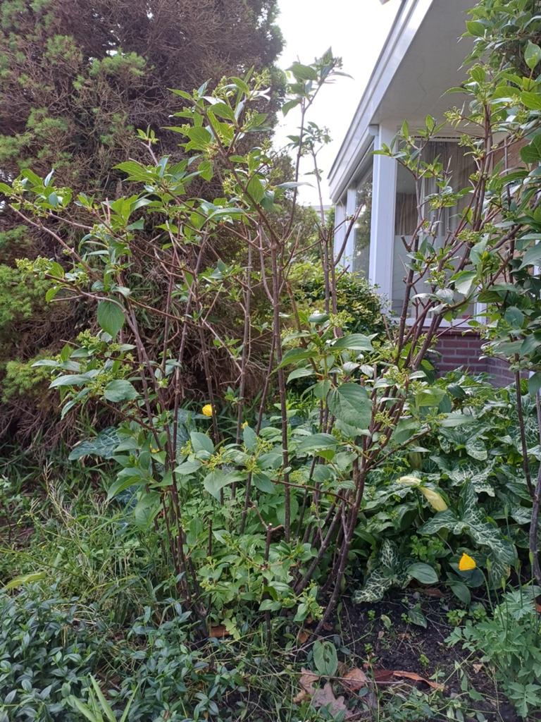 Grote hortensia , wit, Ophalen, Vaste plant, Overige soorten, Halfschaduw