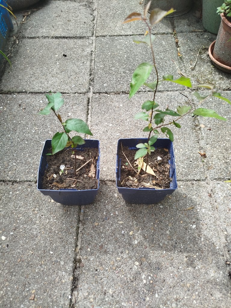 Prunus cerasifera, Tuin en Terras, Planten | Bomen, Overige soorten, 250 tot 400 cm, Halfschaduw, Lente, In pot, Ophalen