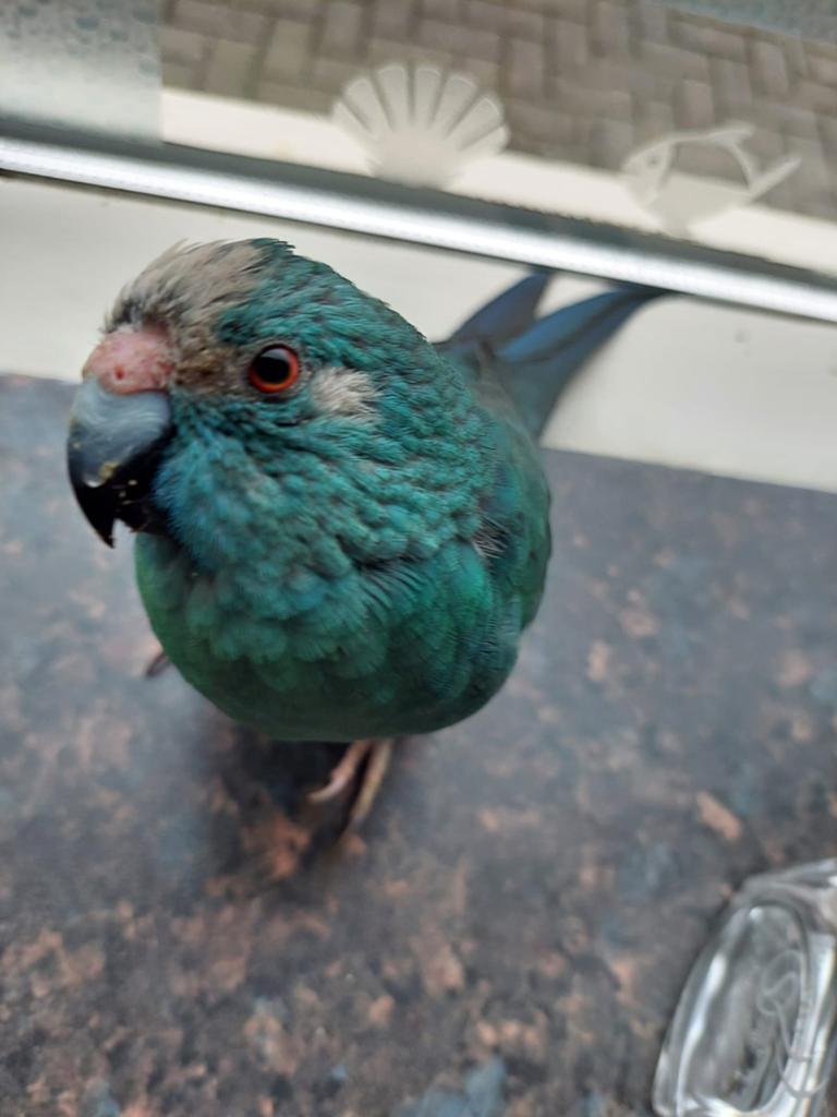 Kakariki blauw, Mannelijk, Parkiet, Tam