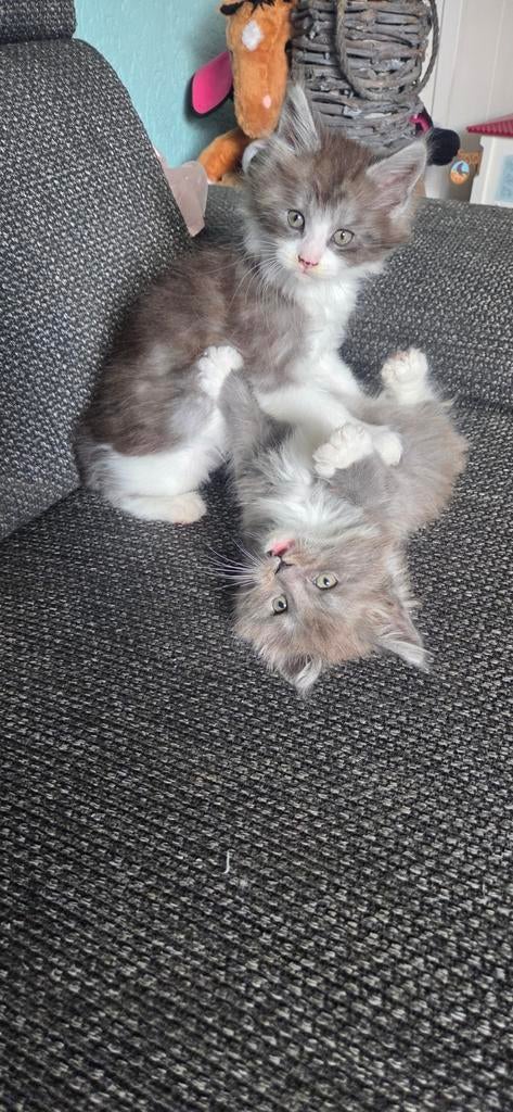 Maine coon kittens met stamboom, Dieren en Toebehoren, Katten en Kittens | Raskatten | Langhaar, Meerdere dieren, Met stamboom