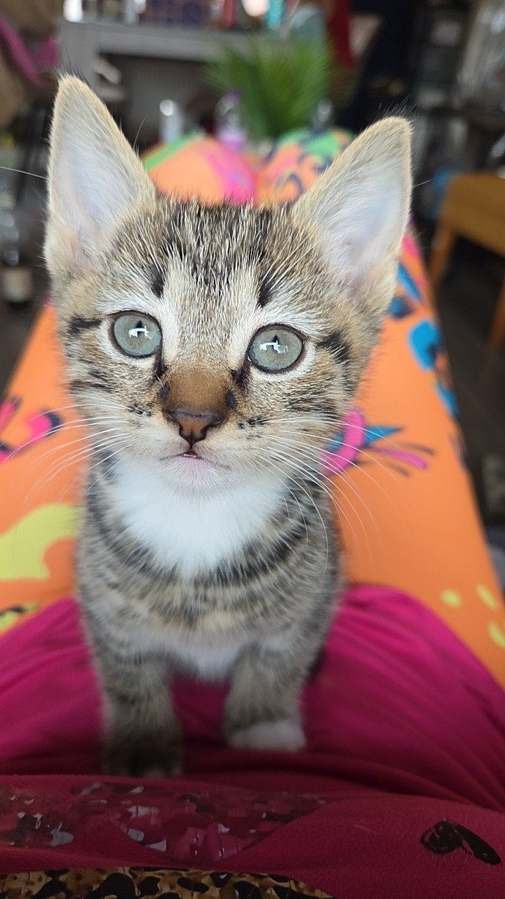 kitten een mannetje, Dieren en Toebehoren, Katten en Kittens | Overige Katten, Kater