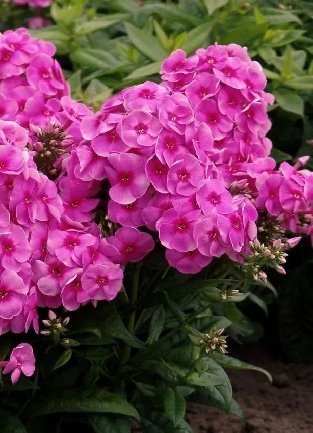 Phlox paniculata 'Cosmopolitan' (Vlambloem) in p9, Volle zon, Vaste plant, Zomer, Ophalen