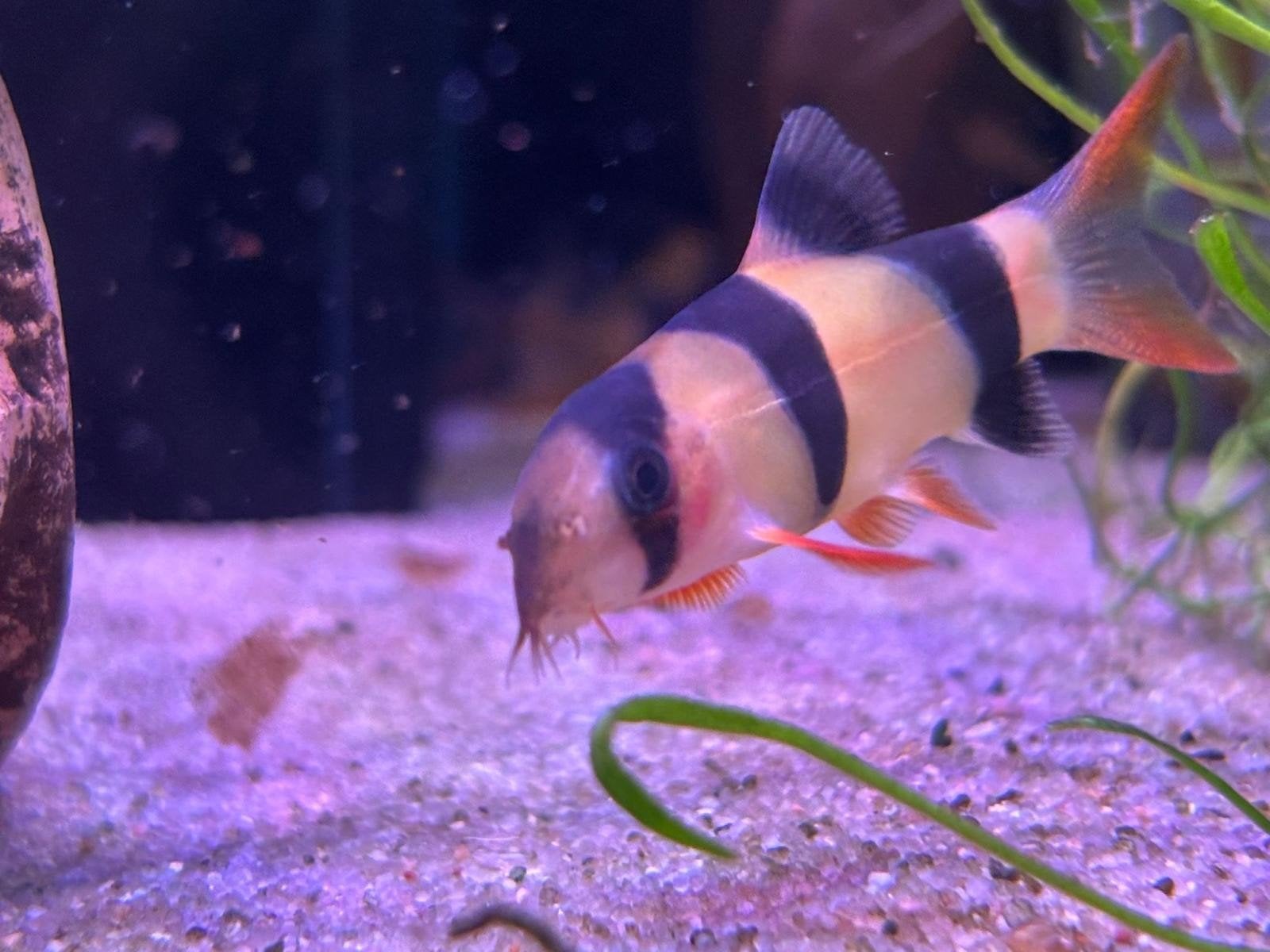 clown botia S, Vis, Zoetwatervis, Schoolvis