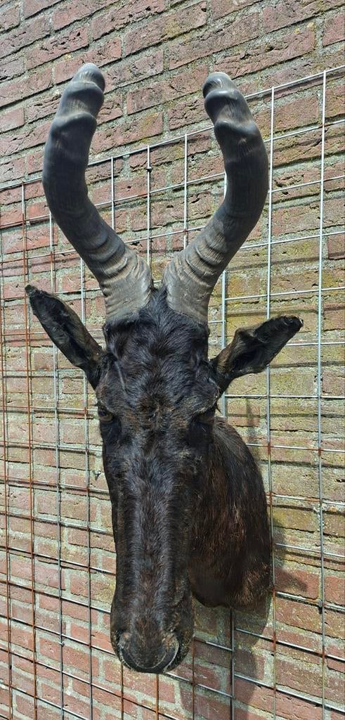 Opgezette red hartebeesd Kop - Wanddecoratie, Verzamelen, Dierenverzamelingen, Ophalen, Zo goed als nieuw, Wild dier, Opgezet dier