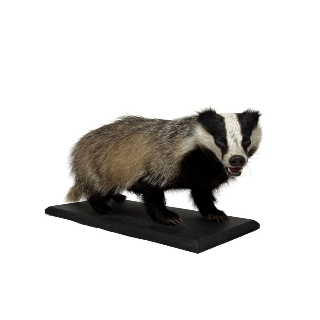 Opgezette das / das taxidermie / mounted badger, Ophalen of Verzenden, Nieuw, Wild dier, Opgezet dier