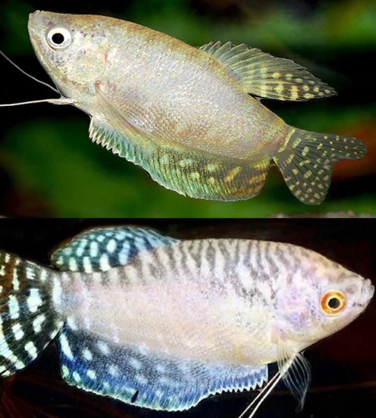 Trichogaster Opaal Blue XL, Vis, Zoetwatervis, Schoolvis