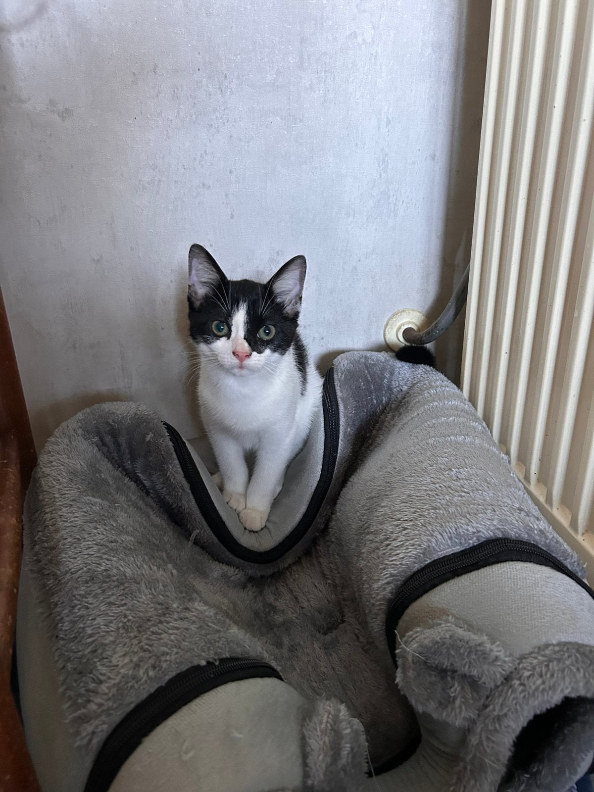 Lieve kitten te koop., Kater, 0 tot 2 jaar
