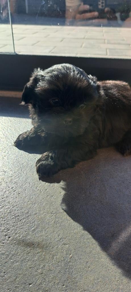 Shih-tzu x malthezer pup zwart mannetje, Overige rassen, 8 tot 15 weken, Meerdere, Meerdere dieren