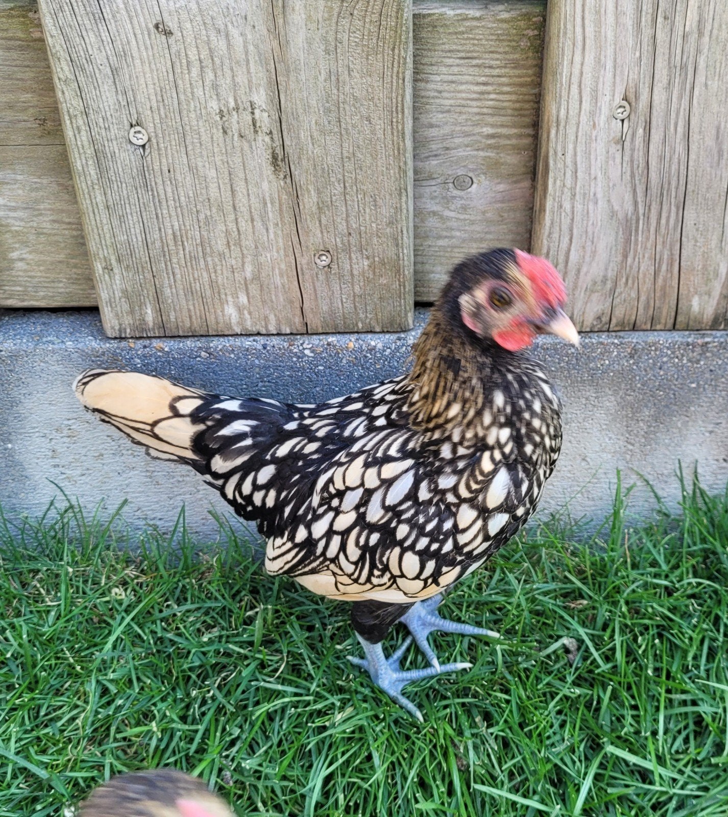 Sebright haantjes, Dieren en Toebehoren, Pluimvee, Mannelijk, Kip