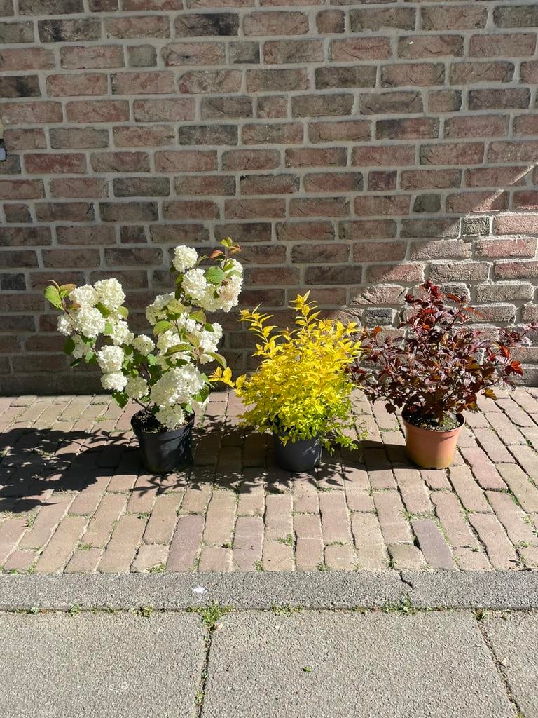 Kleur in de tuin deel 1, Ophalen, Overige soorten, Volle zon