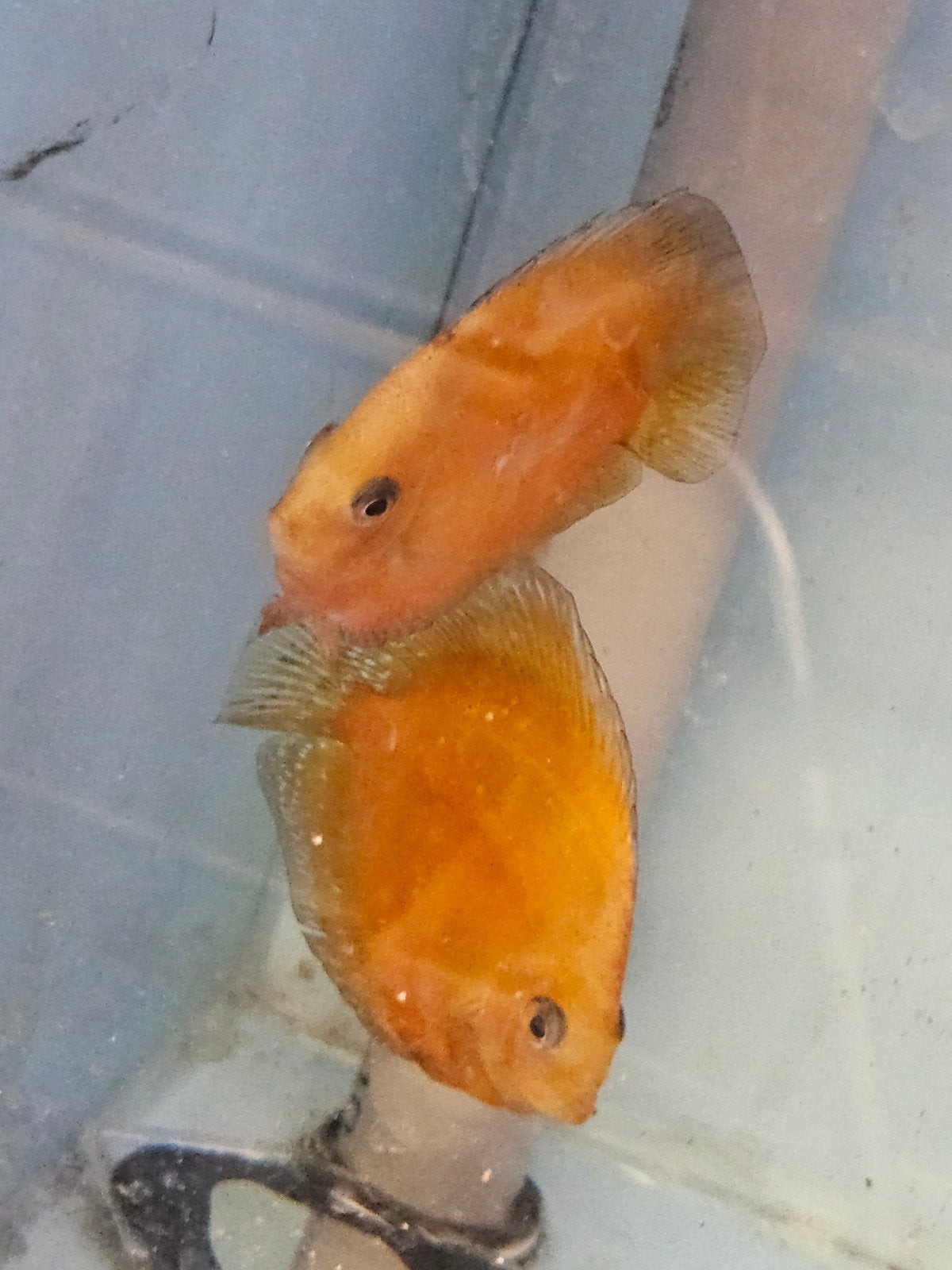 Discus koppels, Dieren en Toebehoren, Vis