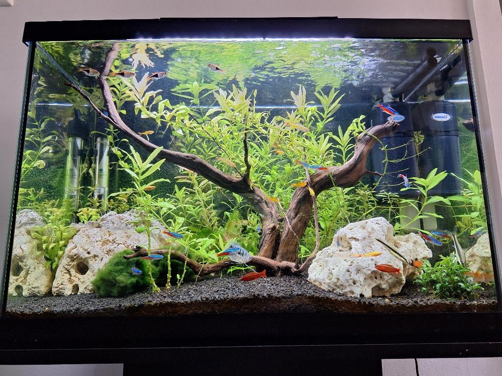 Superfish Aquarium Start 70, Ophalen, Zo goed als nieuw, Leeg aquarium, Superfish