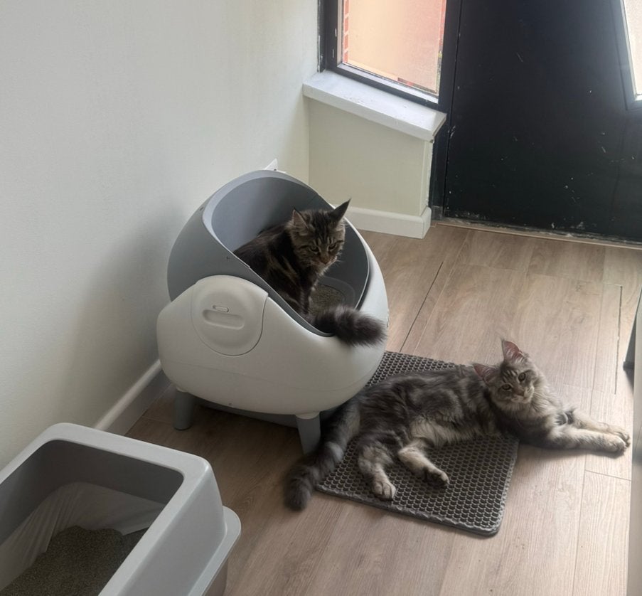 Automatische Kattenbak XXL 15L met app bediening, Dieren en Toebehoren, Ophalen, Zelfreinigend, Zo goed als nieuw, Open