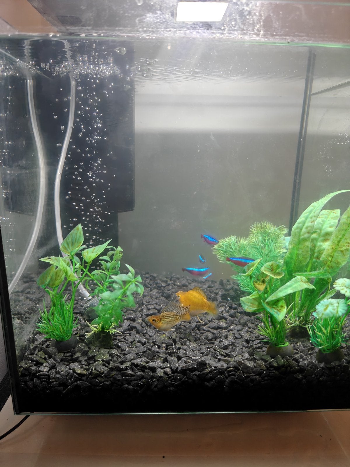 Aquarim met vissen erin, plus veel toebehoren, Dieren en Toebehoren, Vissen | Aquaria en Toebehoren, Ophalen, Gevuld zoetwateraquarium