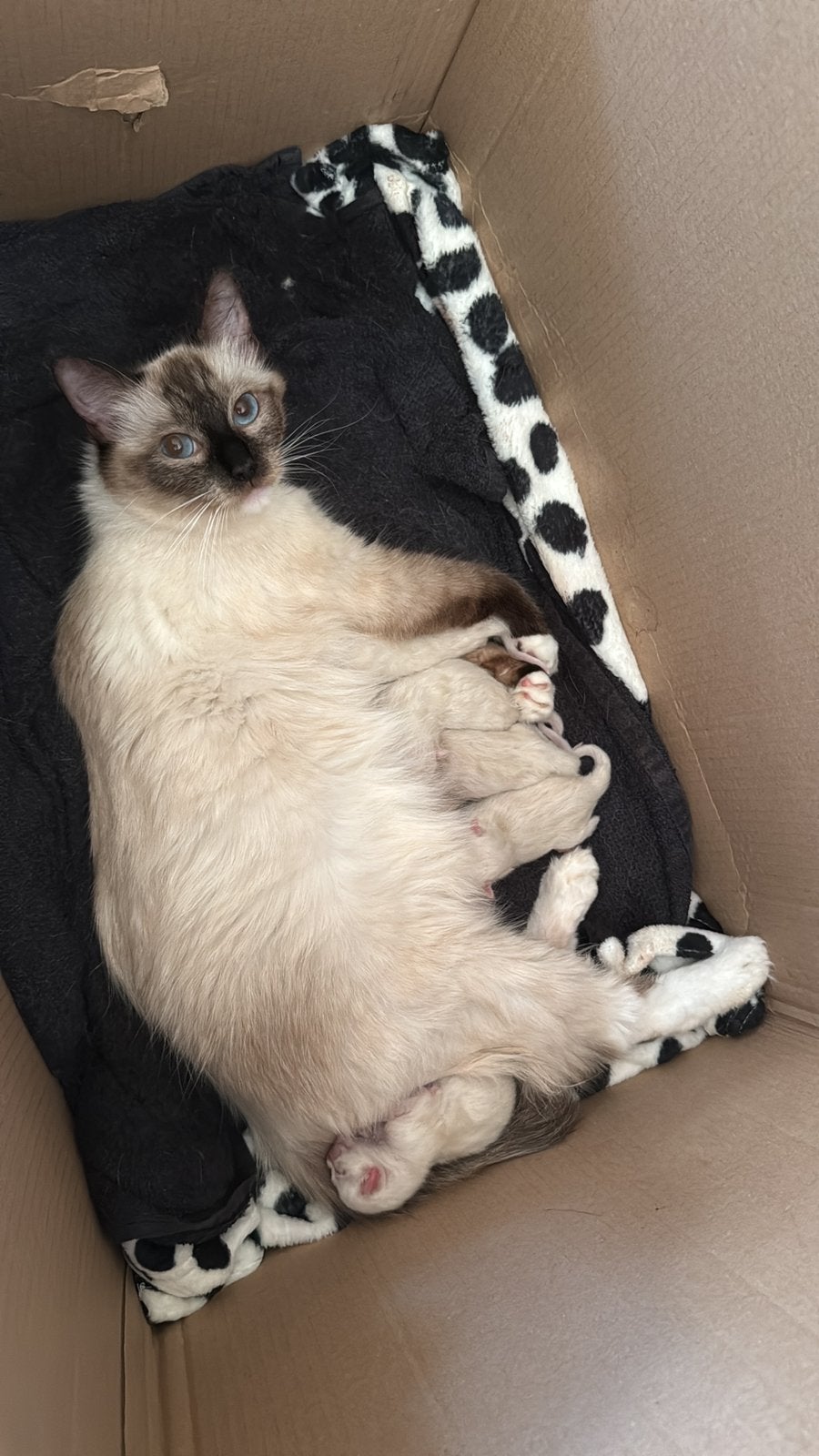 Ragdoll kittens, Meerdere dieren, Gechipt, 0 tot 2 jaar