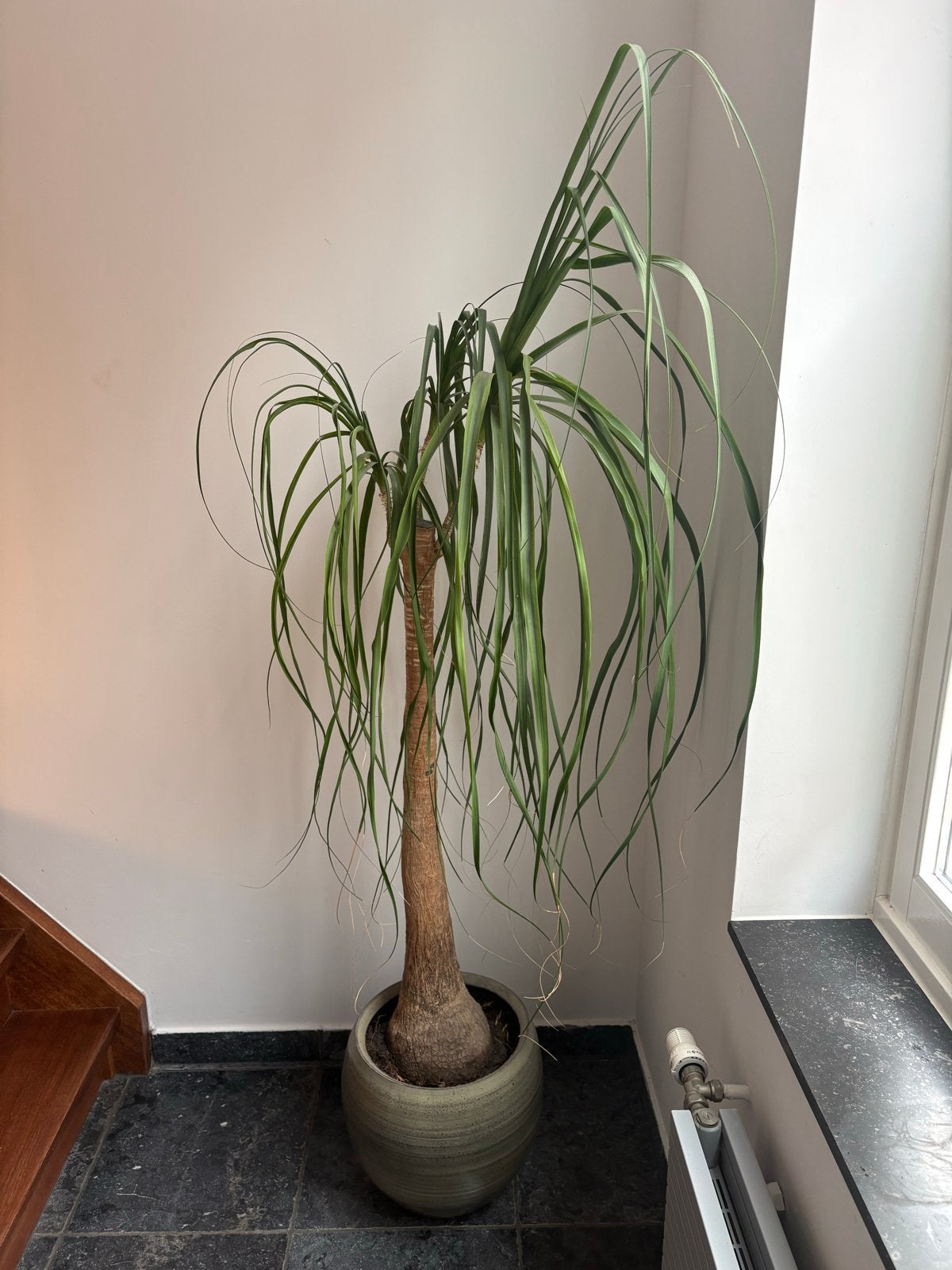Grote olifantspoot (Beaucarnea recurvata), Ophalen, Overige soorten, Halfschaduw, In pot