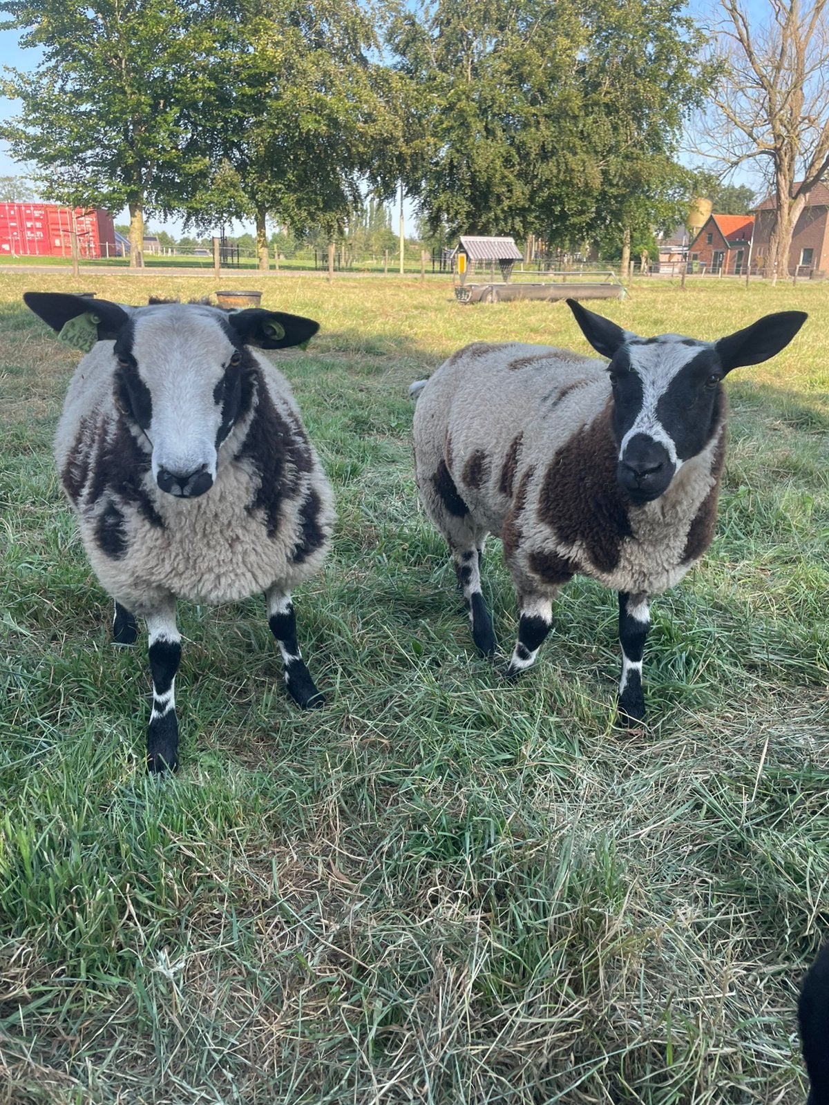 Mooie zwoegervrije bonte ooilammeren, Dieren en Toebehoren, Schapen, Geiten en Varkens, Vrouwelijk, Schaap
