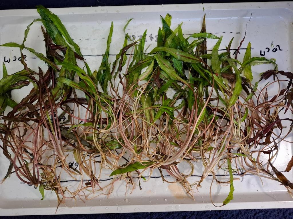 Cryptocoryne aquarium plantjes 50c ps, Ophalen, Nieuw, Plant(en), Steen of Hout