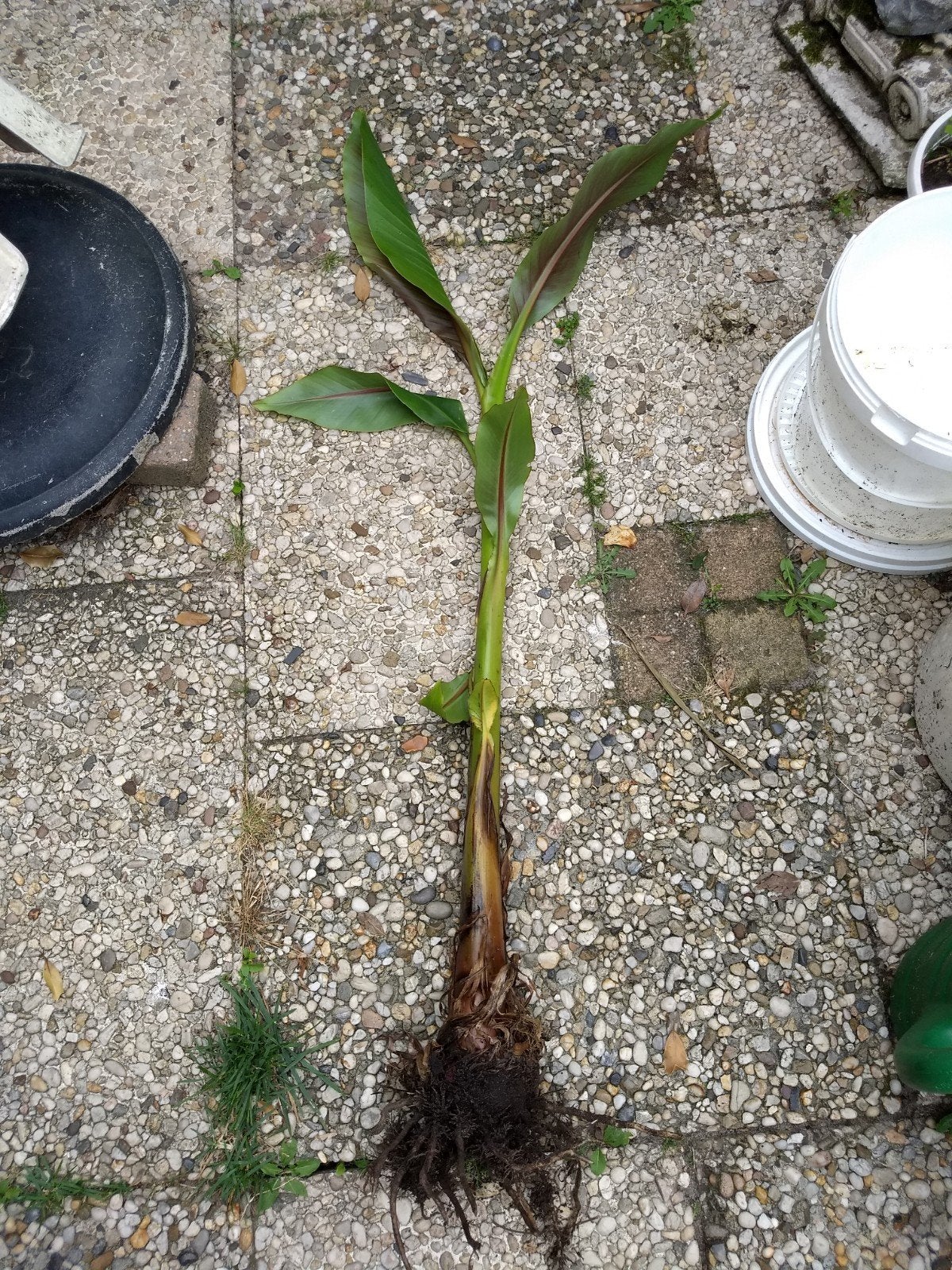 Bananenplant stek, Tuin en Terras, Planten | Tuinplanten, Ophalen, Overige soorten, Volle zon