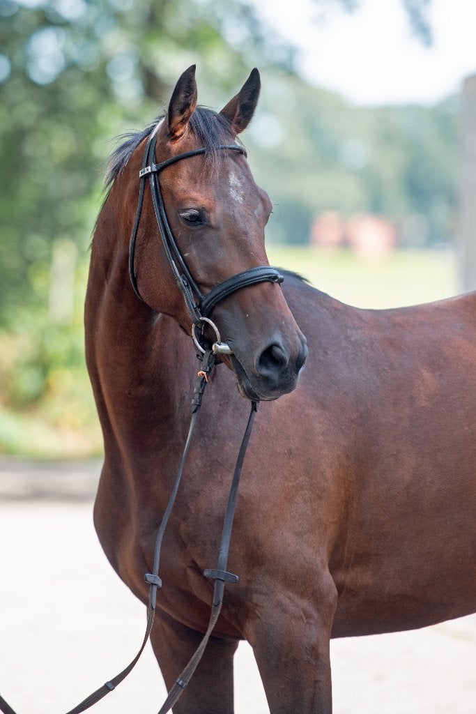 4-jarige E-pony | veel potentie | ruin | Ierland, Dieren en Toebehoren, Paarden, Ruin, Minder dan 160 cm, Springpaard, 3 tot 6 jaar