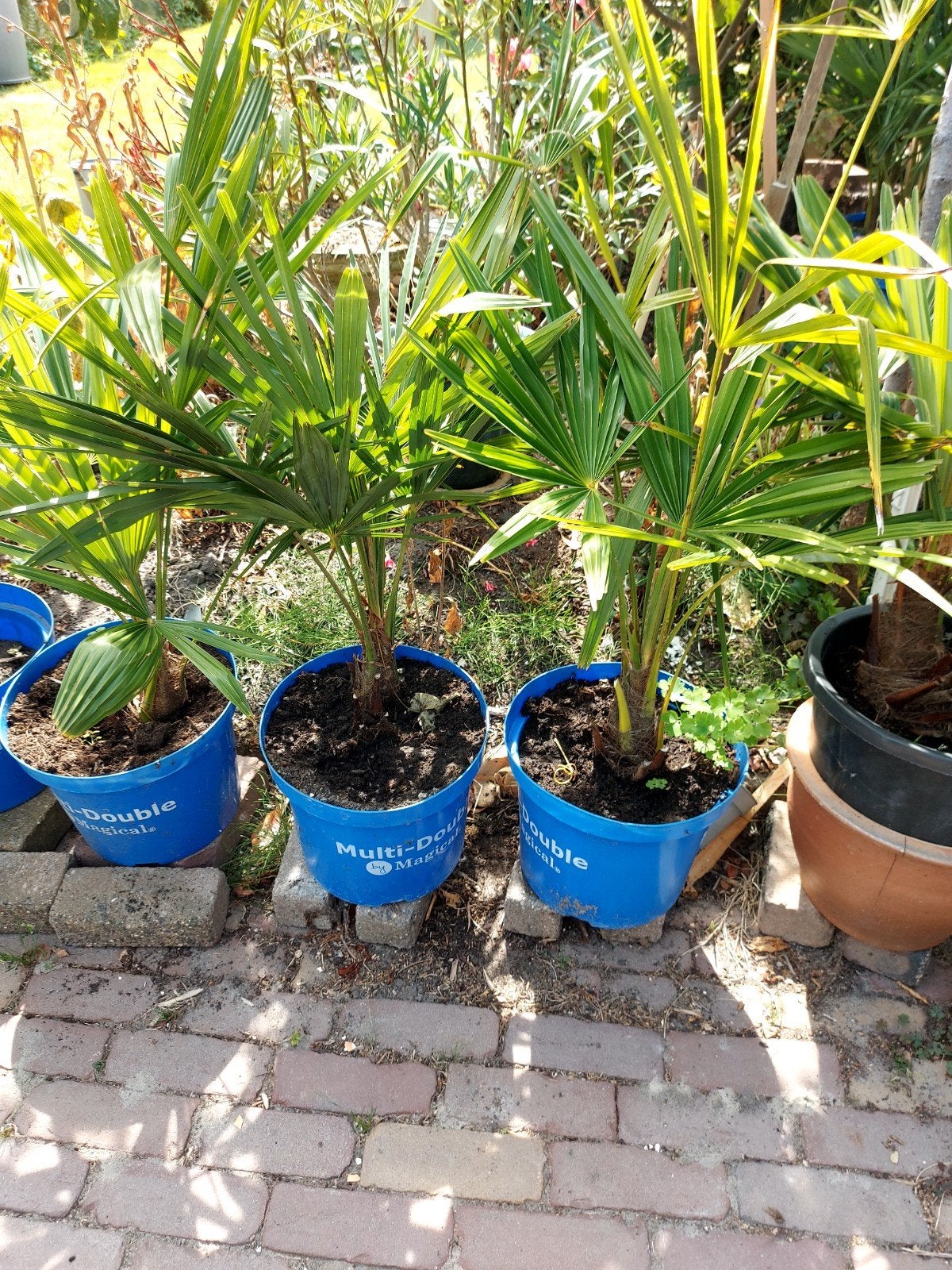 trachycarpus fortunei, winterharde palmboom,., Tuin en Terras, Planten | Tuinplanten, Ophalen, Bloeit niet, Overige soorten, Volle zon