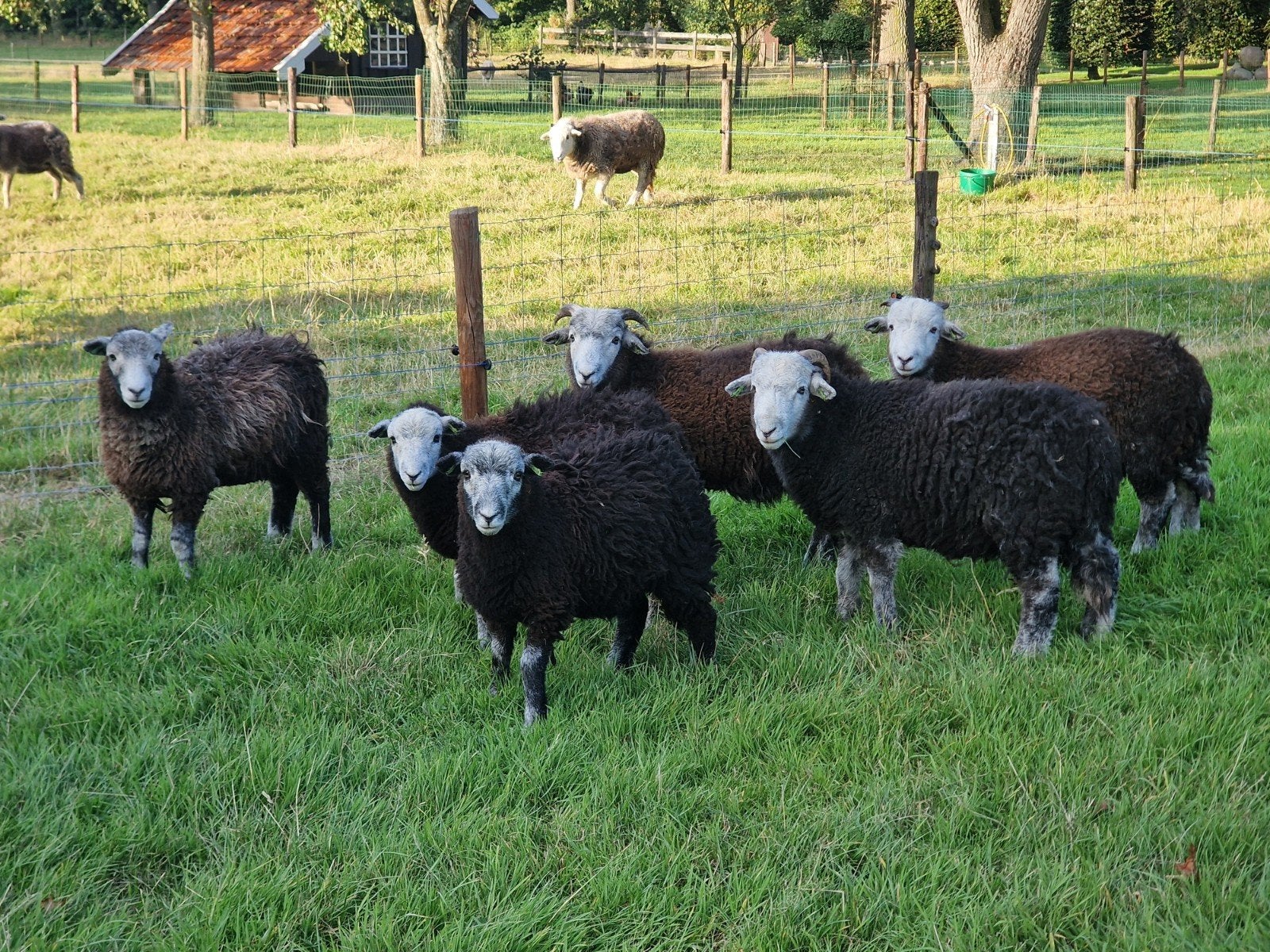 Herdwick lammeren, Dieren en Toebehoren, Meerdere dieren, Schaap, 0 tot 2 jaar