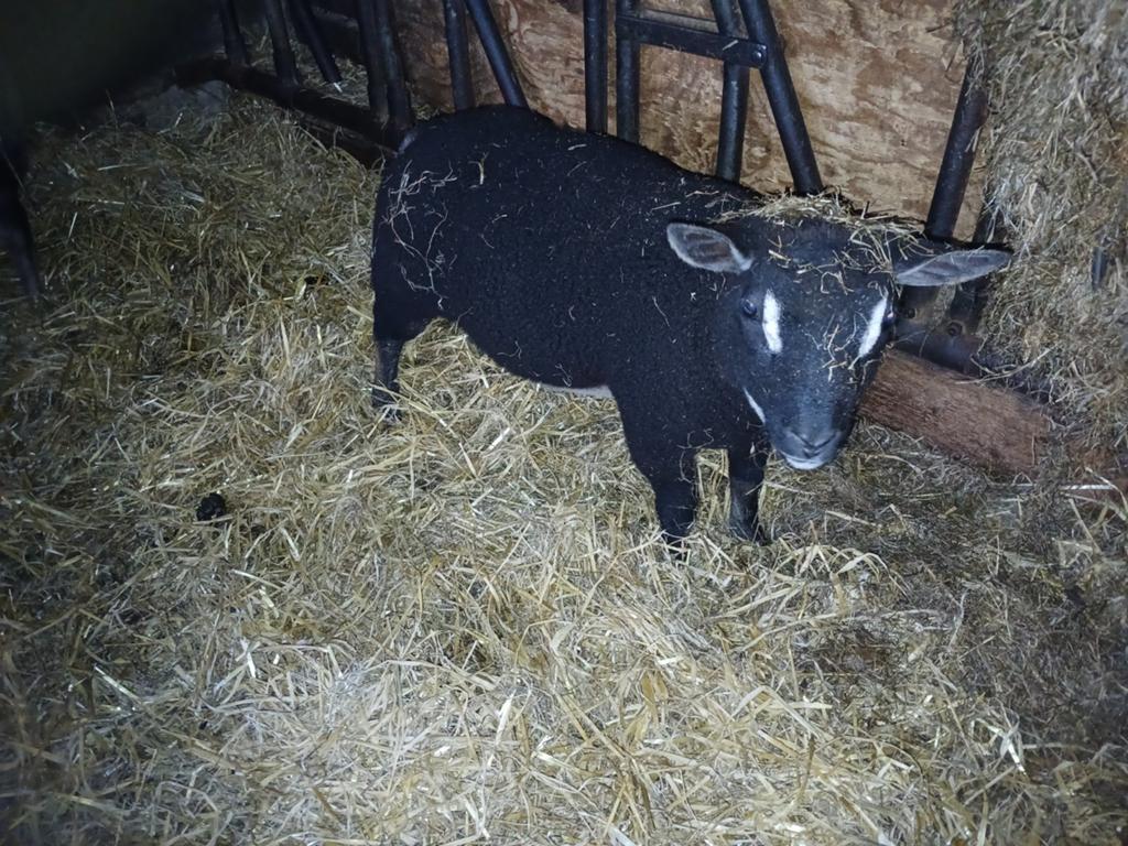 2 zuivere dassenkop dekrammen te koop, Mannelijk, Schaap