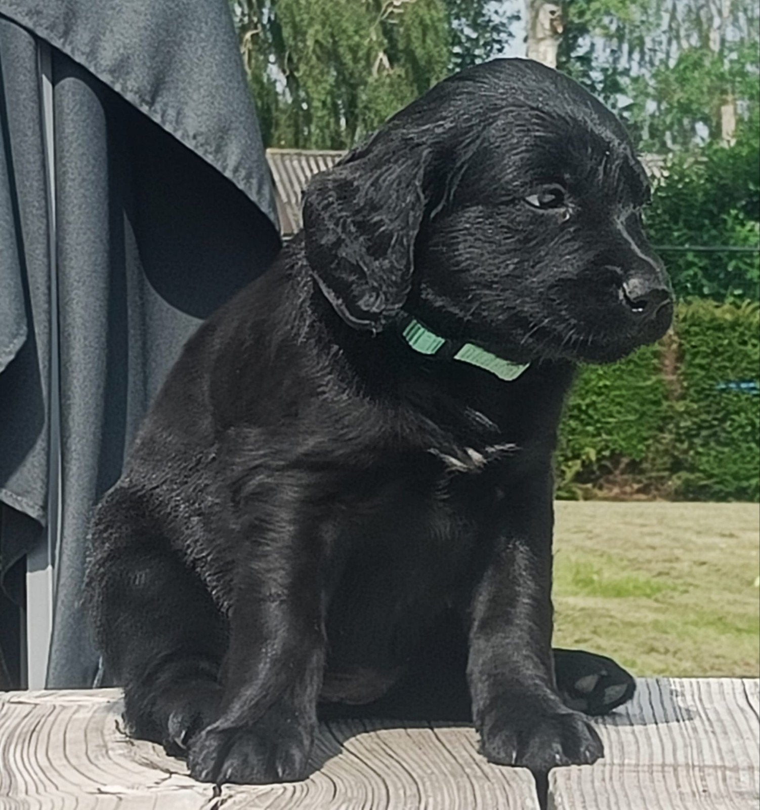 Friese Stabij  Labrador pups te koop, 8 tot 15 weken, Meerdere, Meerdere dieren, Middel
