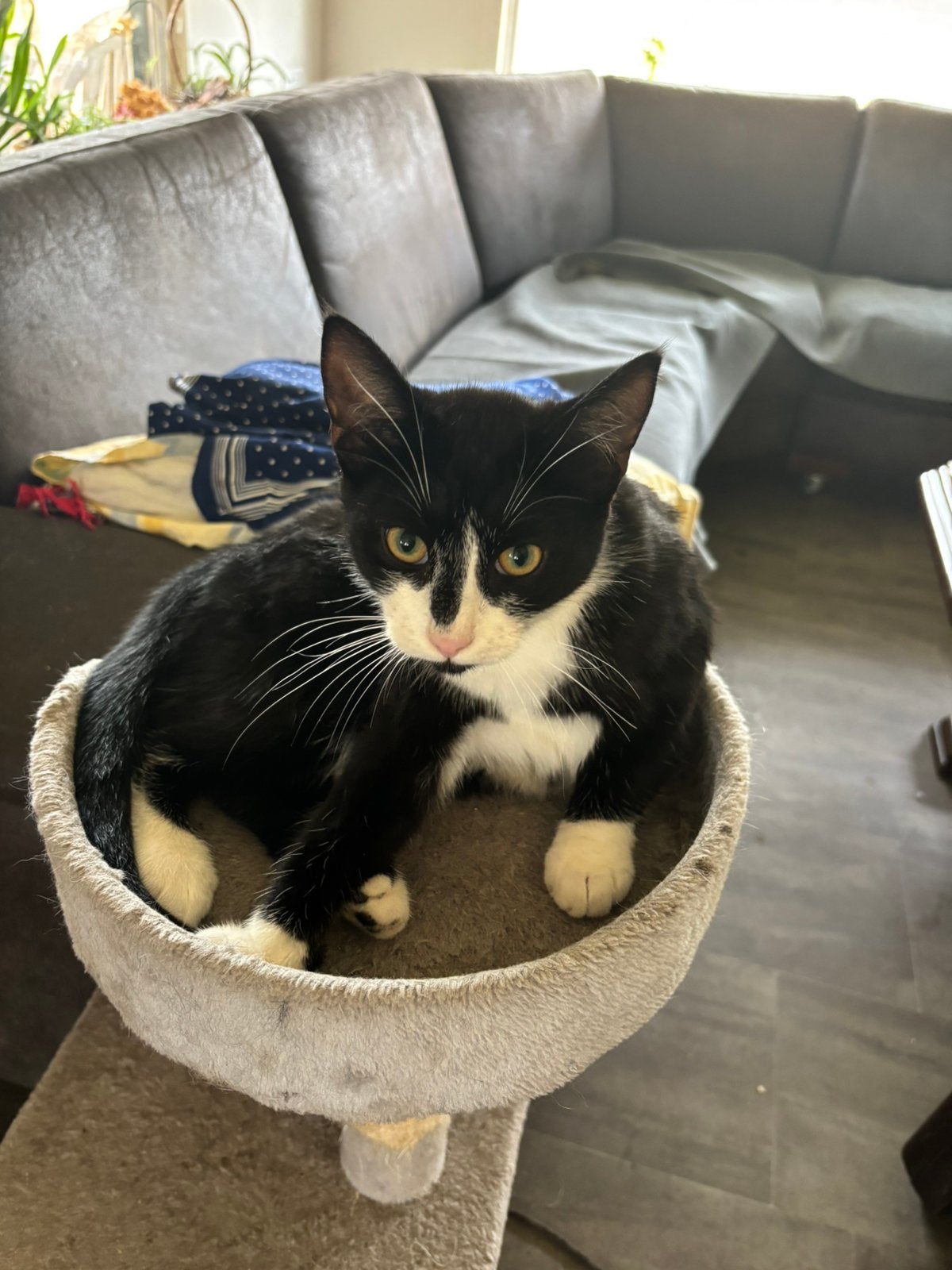 Kittens, Meerdere dieren, Kortharig, 0 tot 2 jaar