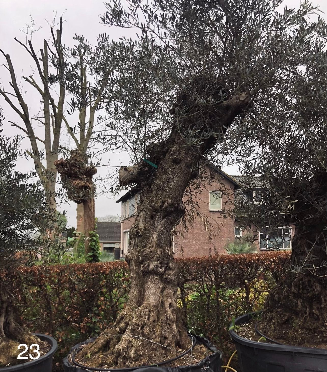 Te koop aangeboden oude olijfboom (Olea europaea)., Bloeit niet, Olijfboom, 250 tot 400 cm, Ophalen