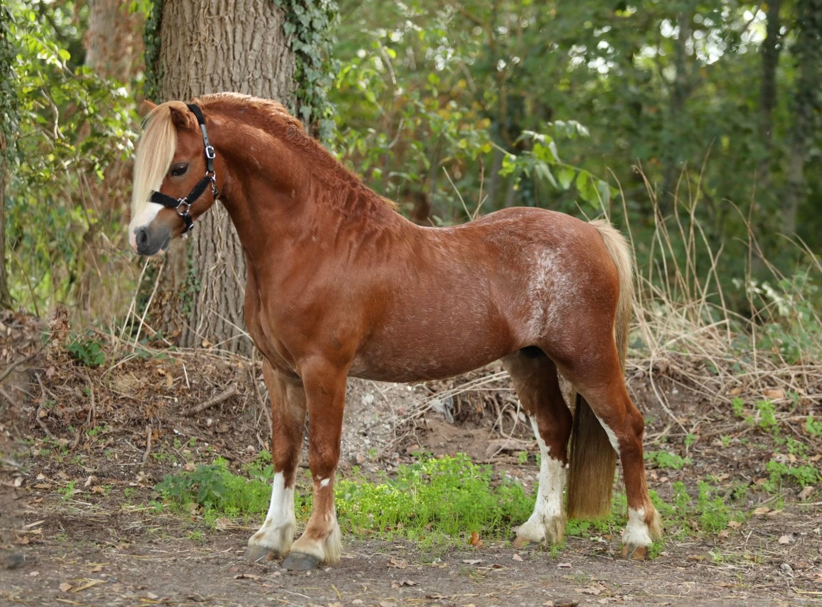 Verschillende welsh pony’s te koop, Merrie, Met stamboom, 3 tot 6 jaar, B pony (1.17m tot 1.27m)