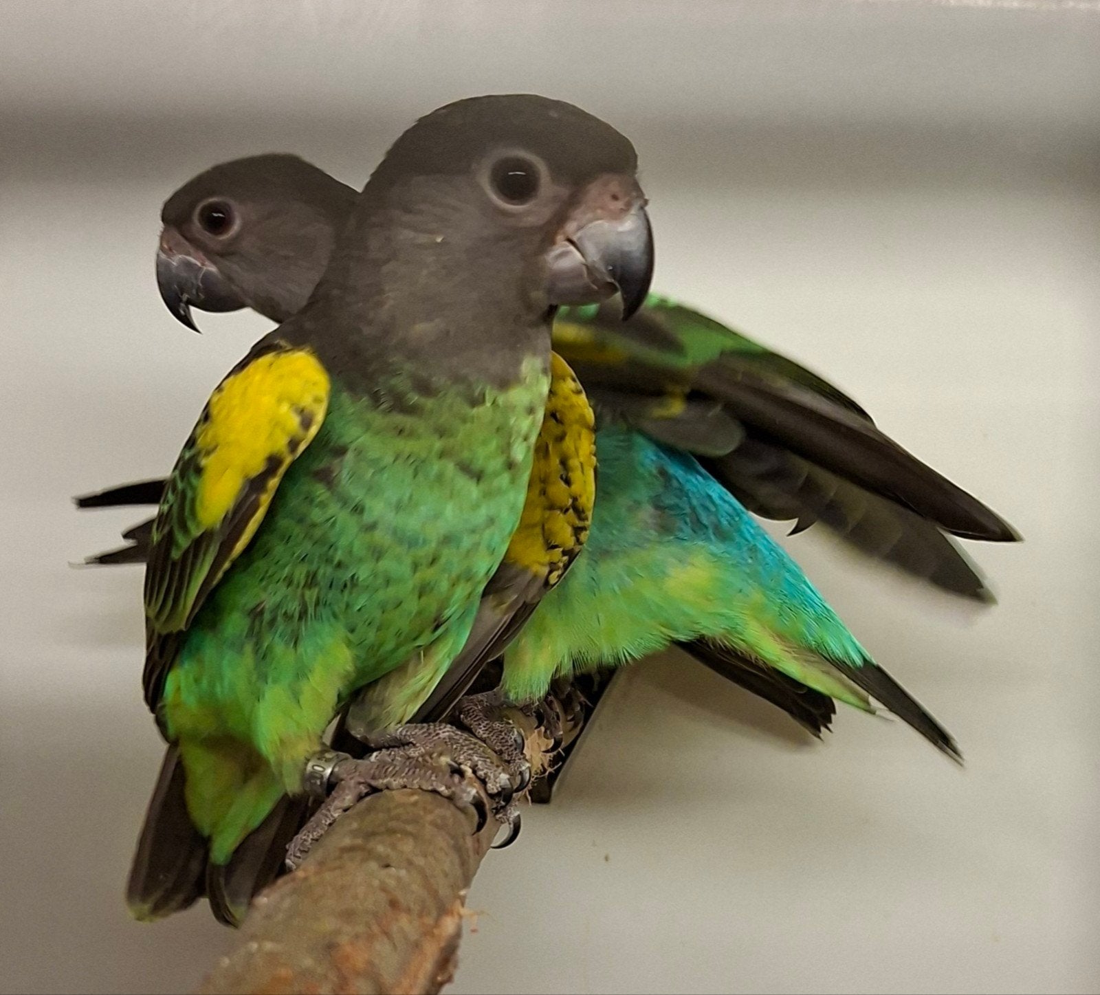 te koop 2-2 Meyer papegaaien (poicephalus), Dieren en Toebehoren, Meerdere dieren, Papegaai