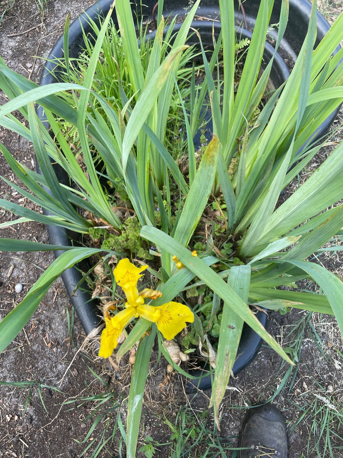 Gele lis (Iris pseudacorus) - Ideaal voor waterzuivering, Ophalen, Volle zon, Vaste plant, Zomer