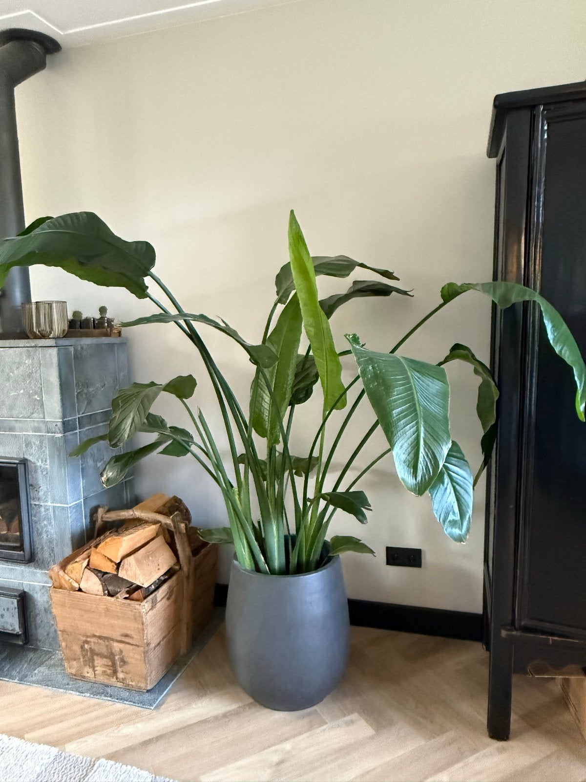Grote Strelitzia Nicolai met pot - Witte Paradijsvogelbloem, Ophalen of Verzenden