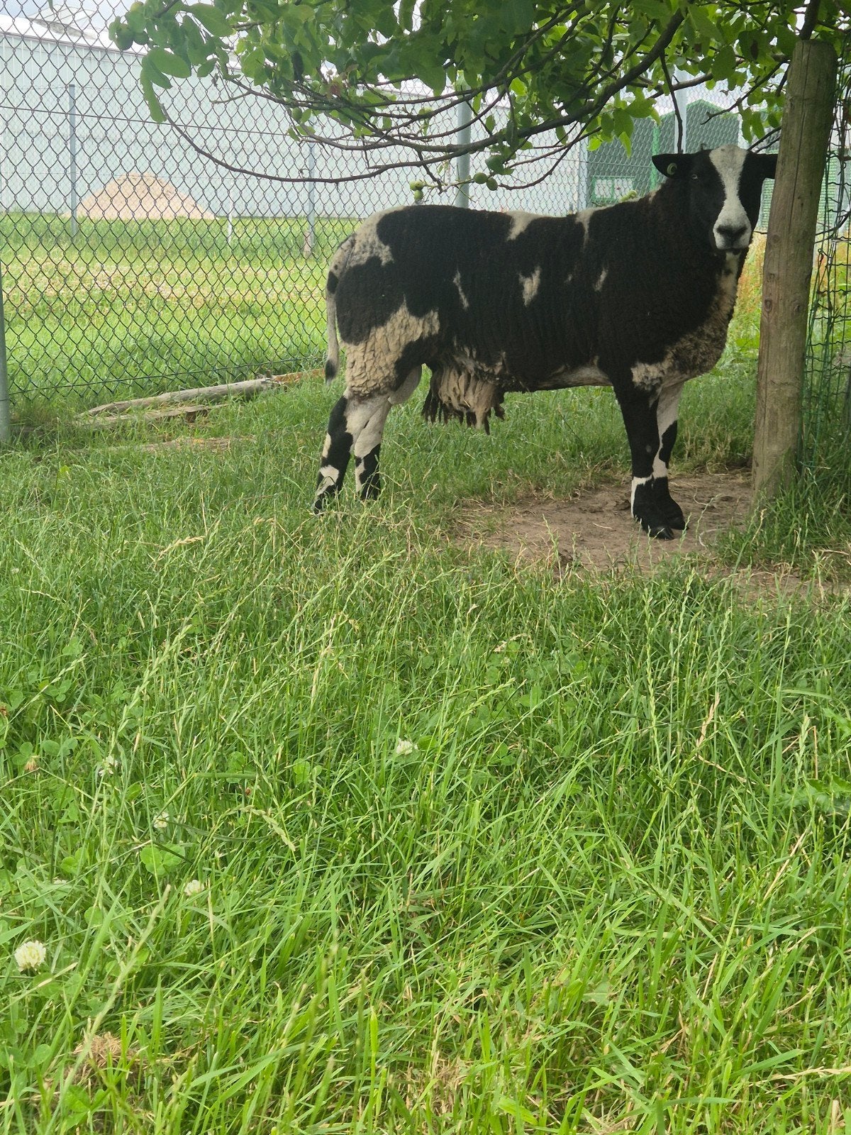 Bonte dekram, Dieren en Toebehoren, Mannelijk, Schaap, 0 tot 2 jaar