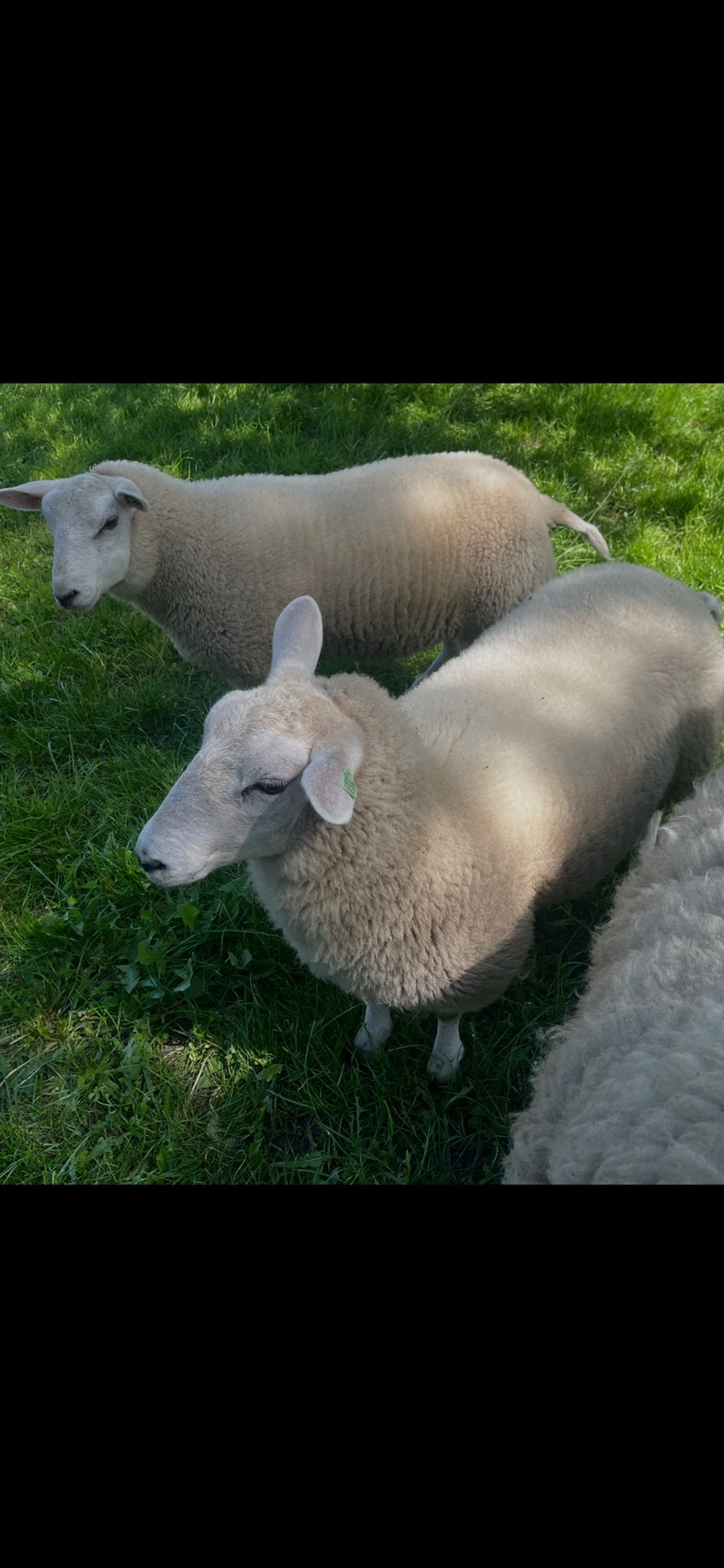 Te koop: 4 mooie swifter ooilammeren, Vrouwelijk, Schaap, 0 tot 2 jaar